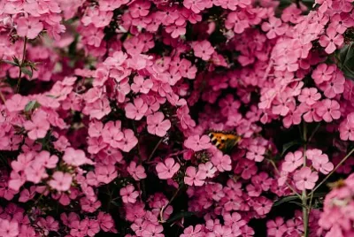 Besitos rosados