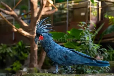 פאזל של Imagem