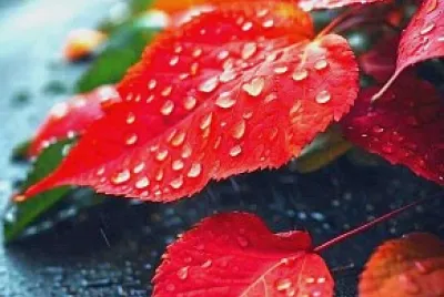lluvia