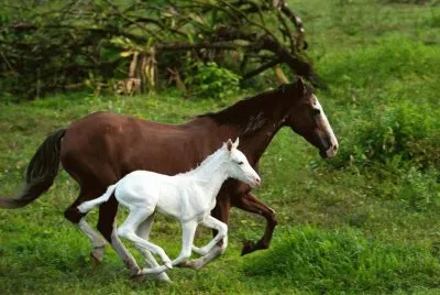caballos 22 jigsaw puzzle