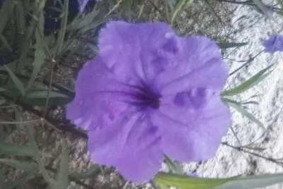 flor