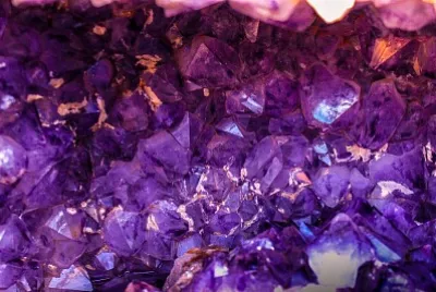 Flores Moradas