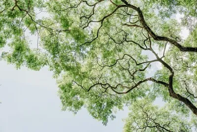 Ramas