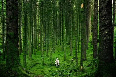 Bosque milenario