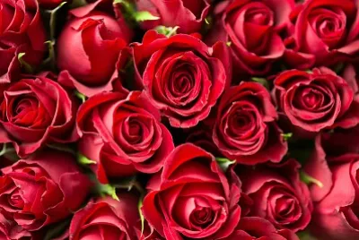 Rosas