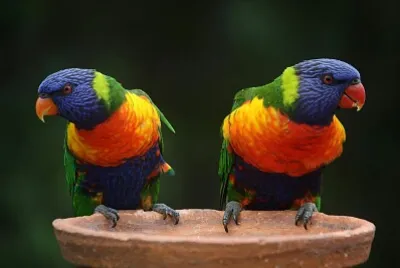 Pericos jigsaw puzzle