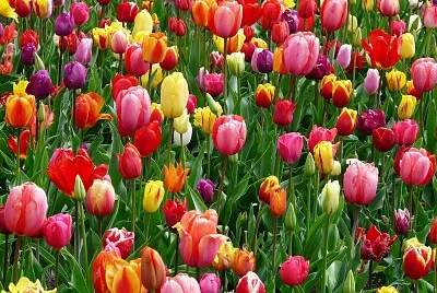 Tulipanes