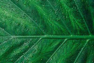 Hoja Verde
