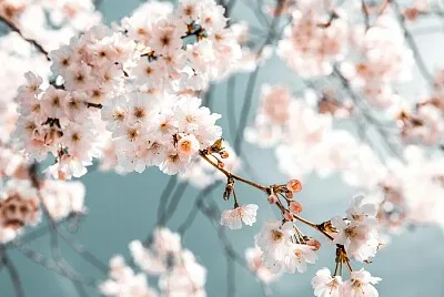 Cerezos en Flor