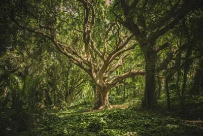 Bosque tenebroso