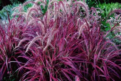 Purple Fountain Grass