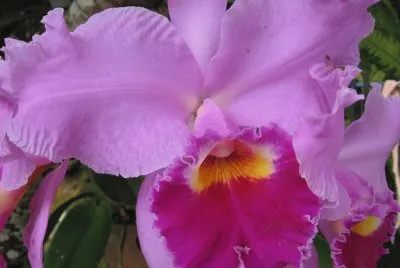 OrquÃ­dea 1