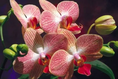 orquideas2