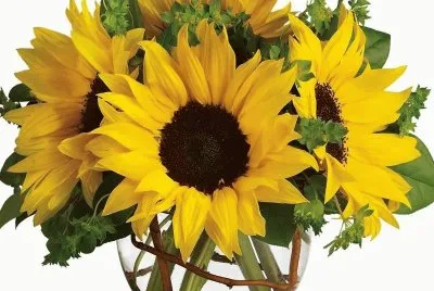 flores
