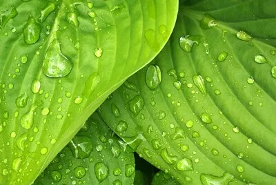 Hojas con Gotas