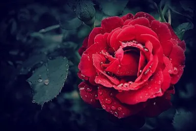 Rosa hermosa