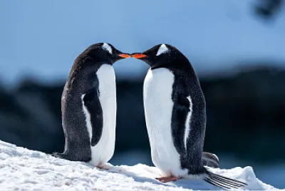 Amor Pinguino