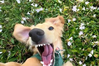 cute selfie Of dog
