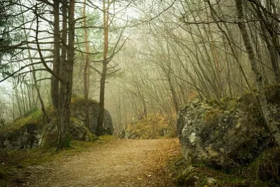 Bosque nuboso