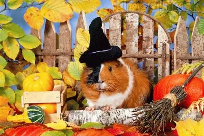 Guinea Pig in Autumn