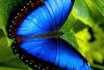 Borboleta Azul