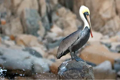 Cormoran jigsaw puzzle