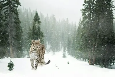 Jaguar en la Nieve
