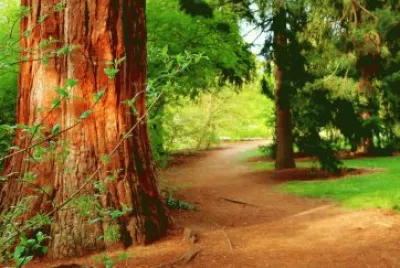 Estrada de ChÃ£o jigsaw puzzle