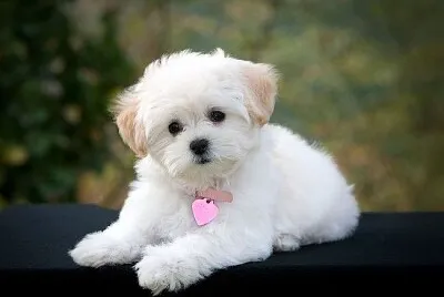 cachorrinha fofa