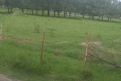 Bosque