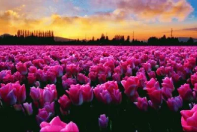 Flores LilÃ¡s jigsaw puzzle