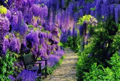 Chuva LilÃ¡s jigsaw puzzle