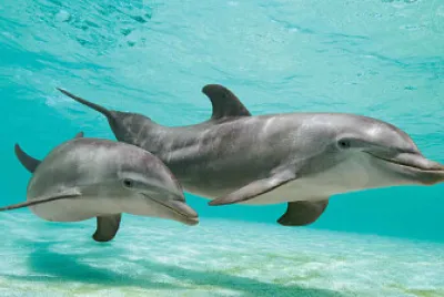 דולפין