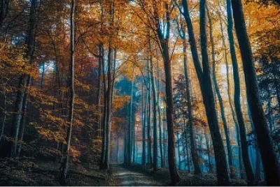 Bosque Ambar