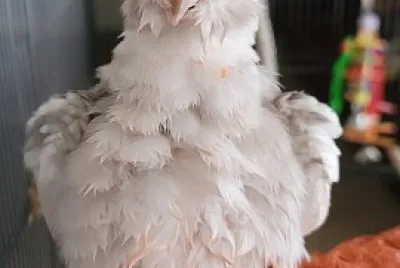 Soggy Angel After Bath