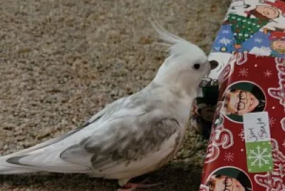 Angel Opening His Gift jigsaw puzzle