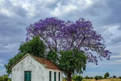 Paz