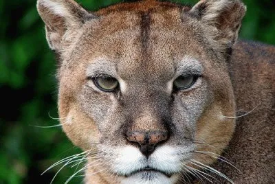 Puma patagonico