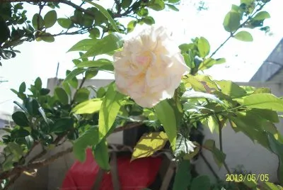 rosas