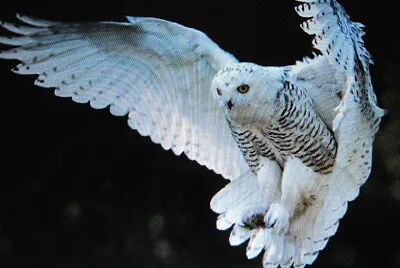 פאזל של Gufo bianco