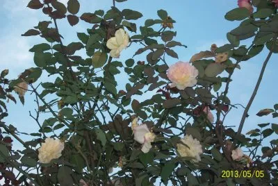 rosas