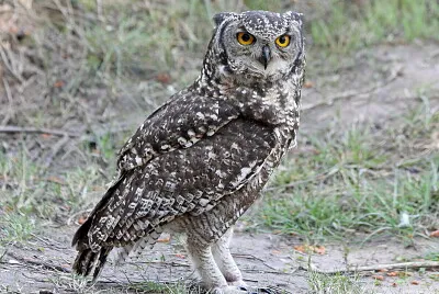 פאזל של Gufo reale arabo