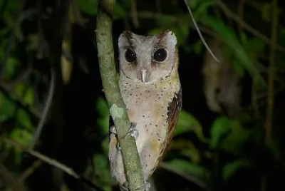 פאזל של Gufo della Baia dello Sri Lanka