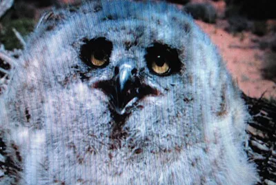 פאזל של Gufo cornuto