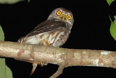 פאזל של Gufo pigmeo dell 'Amazzonia