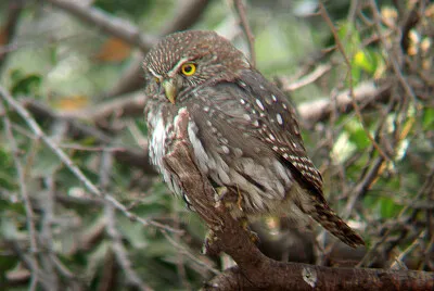 פאזל של Gufo pigmeo della Patagonia