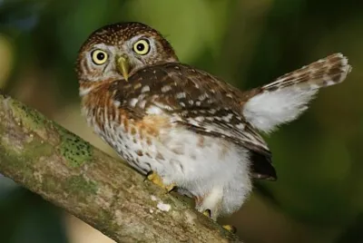 פאזל של Gufo pigmeo cubano