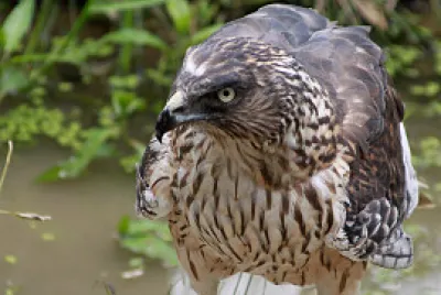 פאזל של Albanella macchiata