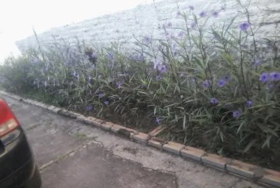 flores