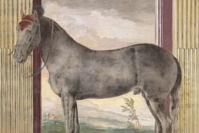 CAVALLO
